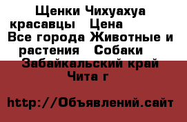 Щенки Чихуахуа красавцы › Цена ­ 9 000 - Все города Животные и растения » Собаки   . Забайкальский край,Чита г.